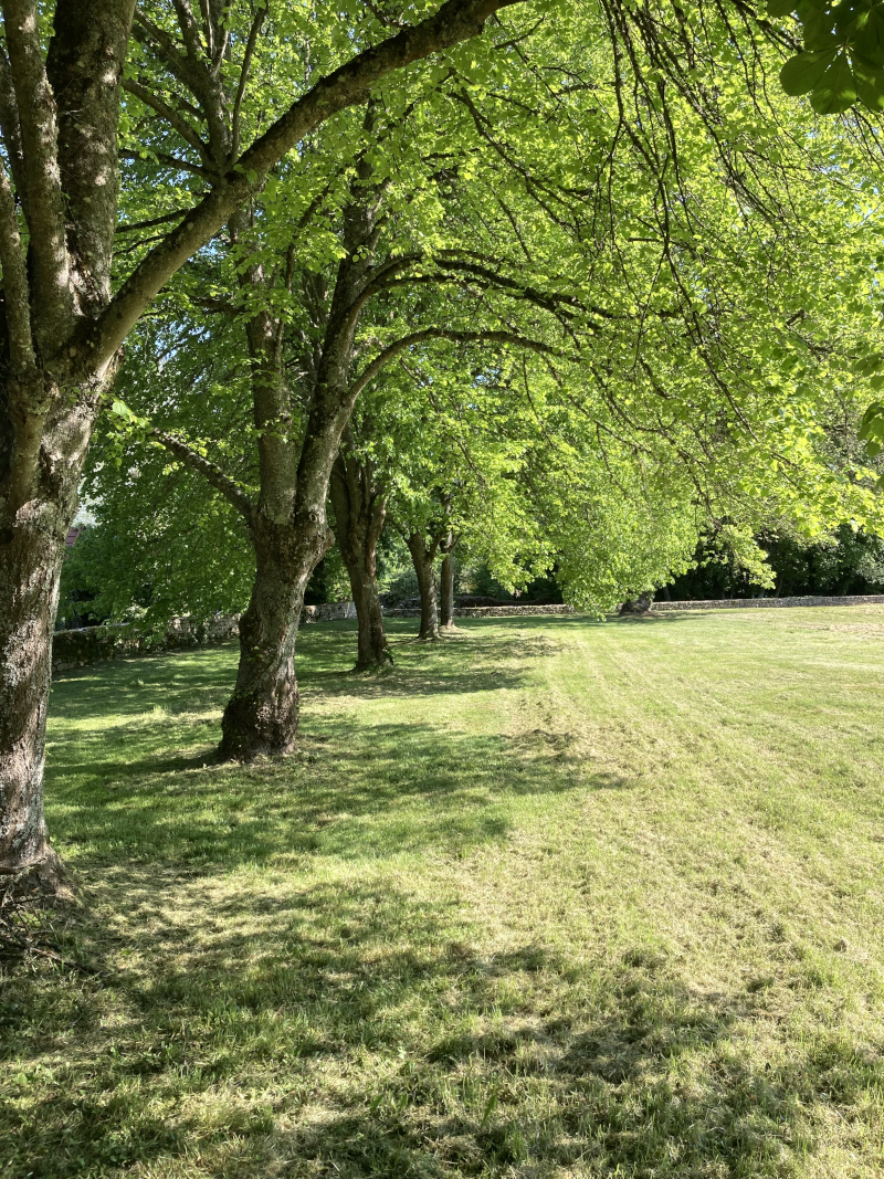 Sous les tilleuls de la mairie